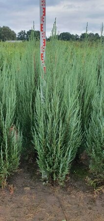 Juniperus scoparius 'Blue Arrow' 200/225 C. - afbeelding 6
