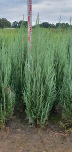 Juniperus scoparius 'Blue Arrow' 200/225 C. - afbeelding 6