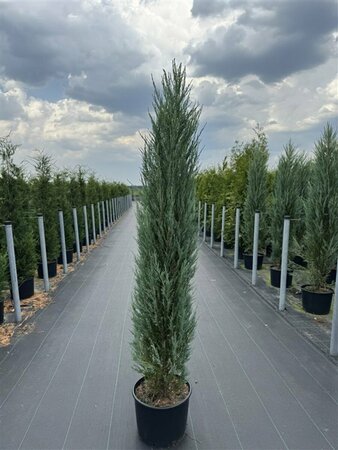 Juniperus scoparius 'Blue Arrow' 200/225 C. - afbeelding 1