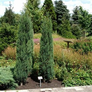 Juniperus scoparius 'Blue Arrow' 200/225 C. - afbeelding 2