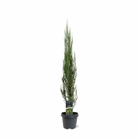 Juniperus scoparius 'Blue Arrow' 200/225 C. - afbeelding 5