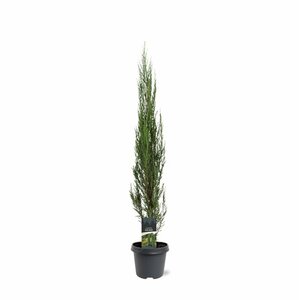 Juniperus scoparius 'Blue Arrow' 200/225 C. - afbeelding 5