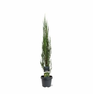 Juniperus scoparius 'Blue Arrow' 200/225 C. - afbeelding 4