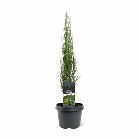 Juniperus scoparius 'Blue Arrow' 200/225 C. - afbeelding 3