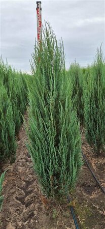 Juniperus scoparius 'Blue Arrow' 200/225 C. - afbeelding 7