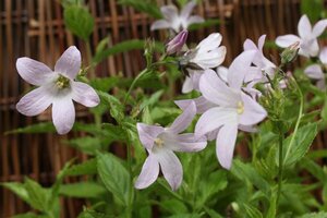 Campanula lactiflora 'Loddon Anna' C2 - afbeelding 3