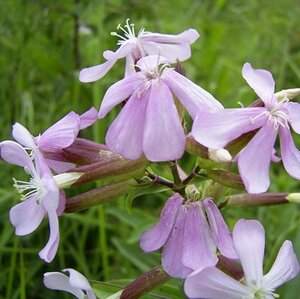Saponaria officinalis P13 BIO - afbeelding 2