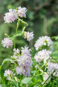 Saponaria officinalis P13 BIO - afbeelding 3