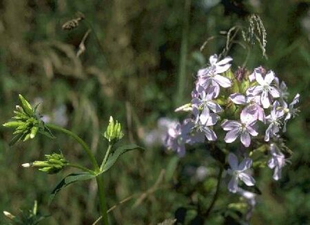 Saponaria officinalis P13 BIO - afbeelding 1