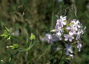 Saponaria officinalis P13 BIO - afbeelding 1