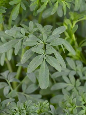 Ruta graveolens P13 BIO - afbeelding 4