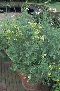 Ruta graveolens P13 BIO - afbeelding 1