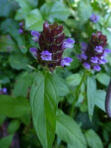 Prunella vulgaris P13 BIO