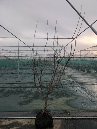 Acer palmatum 'Osakazuki' 80/100 C. - afbeelding 5