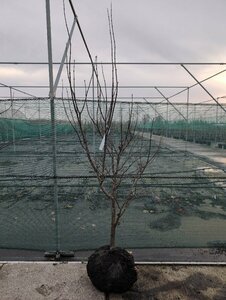 Acer palmatum 'Osakazuki' 80/100 C. - afbeelding 3
