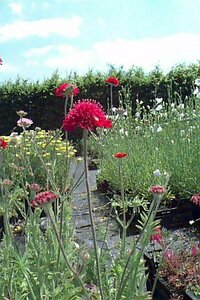 Knautia arvensis P7 - afbeelding 1