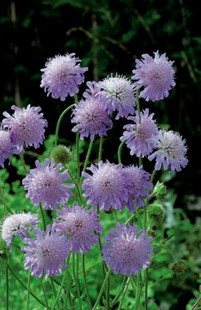 Knautia arvensis P7 - afbeelding 3
