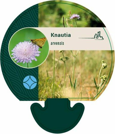 Knautia arvensis P7 - afbeelding 4