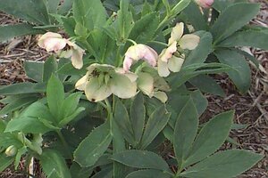Helleborus 'Atrorubens' P9