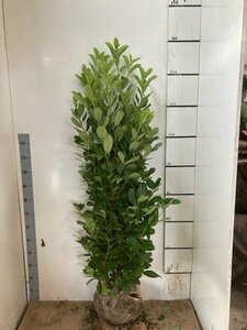 Prunus laurocerasus 'Rotundifolia' 140/160 C. - afbeelding 12