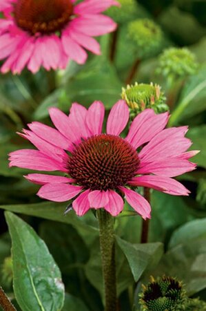 Echinacea purpurea 'Little Magnus' P9 - afbeelding 3