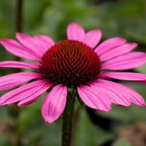 Echinacea purpurea 'Little Magnus' P9 - afbeelding 5