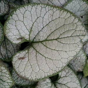 Brunnera macrophylla 'Silver Heart' C2 - afbeelding 3