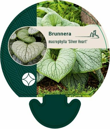 Brunnera macrophylla 'Silver Heart' C2 - afbeelding 1
