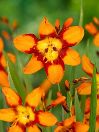 Crocosmia 'Emily McKenzie' C2 - afbeelding 3