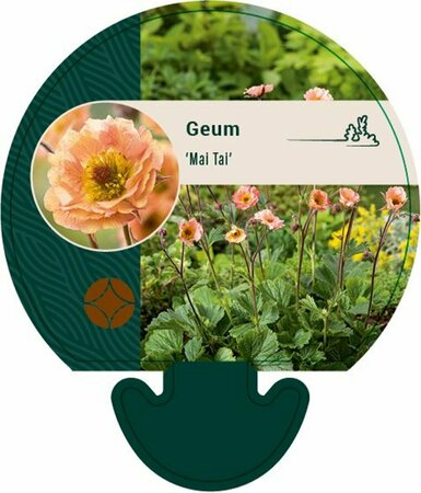 Geum 'Mai Tai' C2