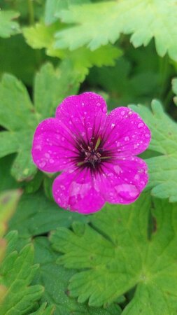 Geranium 'Anne Thomson' C2 - afbeelding 5