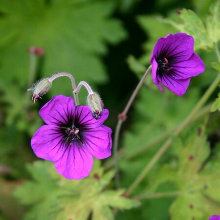 Geranium 'Anne Thomson' C2 - afbeelding 4