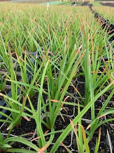 Kniphofia 'Royal Castle' C2 - afbeelding 5