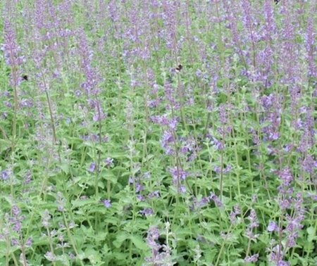 Nepeta f. 'Walker's Low' C2 - afbeelding 2