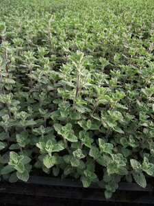 Nepeta f. 'Walker's Low' C2 - afbeelding 3