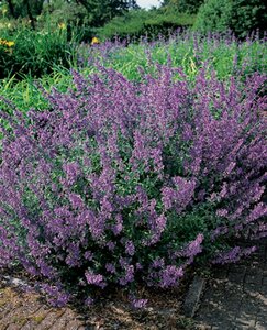 Nepeta f. 'Walker's Low' C2 - afbeelding 4