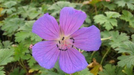 Geranium himalayense P9 - afbeelding 3