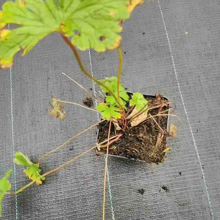 Geranium himalayense P9 - afbeelding 6