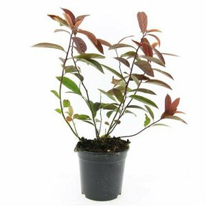 Itea virginica 'Henry's Garnet' 30/40 C. - afbeelding 2