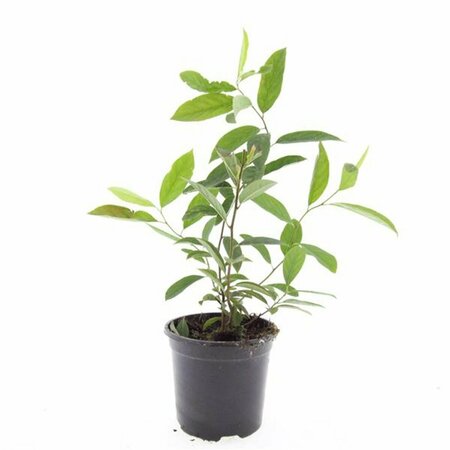 Itea virginica 'Henry's Garnet' 30/40 C. - afbeelding 4