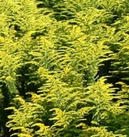 Solidago 'Strahlenkrone' P9