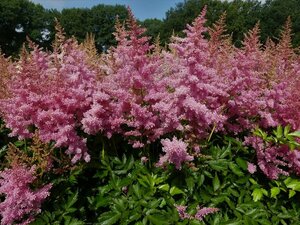 Astilbe (A) 'Anita Pfeifer' P9 - afbeelding 2