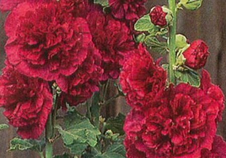 Alcea rosea 'Charter's Double Red' P9 - afbeelding 2