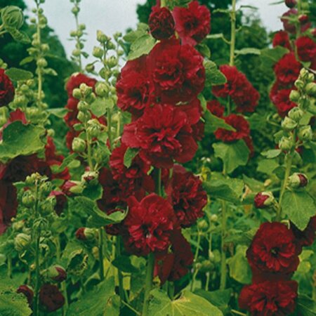 Alcea rosea 'Charter's Double Red' P9 - afbeelding 1
