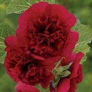 Alcea rosea 'Charter's Double Red' P9 - afbeelding 3