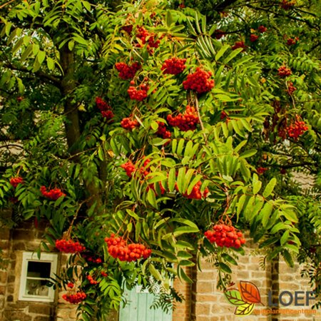 Sorbus aucuparia 275/300 C. Meerstammig - afbeelding 6