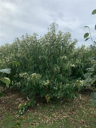 Heptacodium miconioides 175/200 C. Meerstammig - afbeelding 2