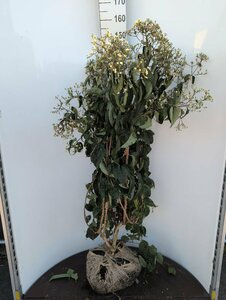 Heptacodium miconioides 175/200 C. Meerstammig - afbeelding 1