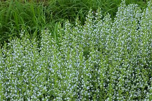 Calamintha nepeta nepeta P13 BIO - afbeelding 4