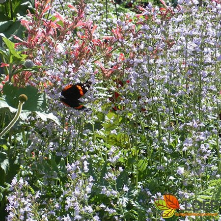 Calamintha nepeta nepeta P13 BIO - afbeelding 1